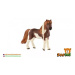 Kůň domácí Shetlandský pony