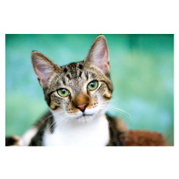 Umělecká fotografie Tabby cat with green eyes looking at camera., Lysandra Cook, (40 x 26.7 cm)