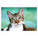 Fotografie Tabby cat with green eyes looking at camera., Lysandra Cook, 40 × 26.7 cm