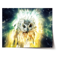 Plakát Sova - 60x40 cm