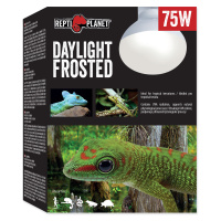 Žárovka REPTI PLANET Daylight Frosted 75 W