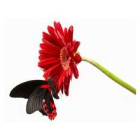 Fotografie Butterfly on red gerbera  flower, Digital Zoo, 40 × 26.7 cm