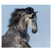 Umělecká fotografie Dapple-grey Spanish horse - portrait in motion, Abramova_Kseniya, (40 x 35 c