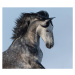 Umělecká fotografie Dapple-grey Spanish horse - portrait in motion, Abramova_Kseniya, (40 x 35 c