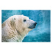 Umělecká fotografie Portrait of large white bear. Male, oxygen, (40 x 26.7 cm)