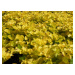 Vrbina penízková 'Goldilocks' - Lysimachia nummularia 'Goldilocks', Květník o průměru 10,5 cm