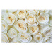 MS-5-0137 Vliesová obrazová fototapeta White Roses, velikost 375 x 250 cm