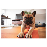Fotografie French Bulldog puppy stretching on yoga mat, SouthWorks, (40 x 26.7 cm)
