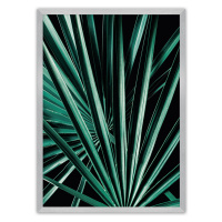Dekoria Plakát Dark Palm Tree, 40 x 50 cm, Volba rámku: Stříbrný