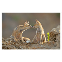 Fotografie Foxes , Kiss, Shlomo Waldmann, 40x24.6 cm