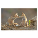 Fotografie Foxes , Kiss, Shlomo Waldmann, 40 × 26.7 cm