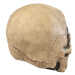 Latexová maska - Lebka (celoobličejová)