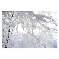 Fotografie Trees in the snow,, Scharfsinn86, (40 x 26.7 cm)