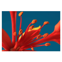 Fotografie Close-up of a Royal Poinciana, Zen Rial, 40 × 26.7 cm