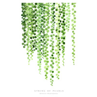 Ilustrace Watercolor string of pearls illustration, Blursbyai, 26.7 × 40 cm