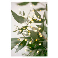 Fotografie Green eucalyptus branches over white background, Anna Blazhuk, 26.7 × 40 cm