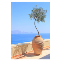 Fotografie Olive tree growing in a pot, itsabreeze photography, 26.7 × 40 cm