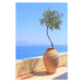 Fotografie Olive tree growing in a pot, itsabreeze photography, 26.7 × 40 cm