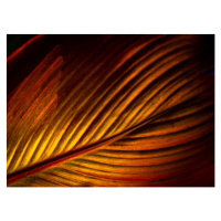 Fotografie A Close Up Image of a Vibrant Coloured Leaf of Canna Plant, Nancybelle Gonzaga Villar