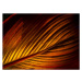 Fotografie A Close Up Image of a Vibrant Coloured Leaf of Canna Plant, Nancybelle Gonzaga Villar