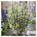 Brslen japonský 'White Spire' kvetináč 10 litrů