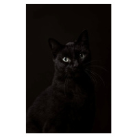 Fotografie Portrait of black cat, christopher soetaert, 26.7 × 40 cm