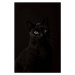 Fotografie Portrait of black cat, christopher soetaert, 26.7 × 40 cm