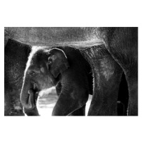 Fotografie Sumatran Elephant, Wokephoto17, (40 x 26.7 cm)