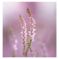 Fotografie Close-up of pink flowering plant, bunthem / 500px, 40 × 40 cm