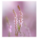 Fotografie Close-up of pink flowering plant, bunthem / 500px, 40 × 40 cm