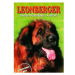 Leonberger