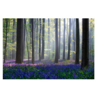 Fotografie Bluebells, Adrian Popan, 40 × 26.7 cm