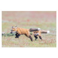 Fotografie Fox kit chase, Carlos Carreno, 40 × 26.7 cm