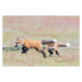 Fotografie Fox kit chase, Carlos Carreno, 40 × 26.7 cm