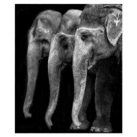 Fotografie Nature\'s great masterpiece, an elephant; the only harmless great thing ..., Yvette D