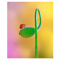 Umělecká fotografie Green poppy, mikroman6, (35 x 40 cm)
