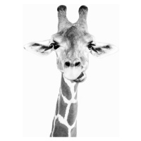 Fotografie Happy giraffe, Sisi & Seb, 30 × 40 cm