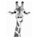 Fotografie Happy giraffe, Sisi & Seb, 30 × 40 cm