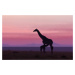 Umělecká fotografie Good morning Masai Mara 7, Libor Ploček, (40 x 26.7 cm)