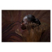 Umělecká fotografie Beauty Portrait of woman entwined in palm bark, Ralf Nau, (40 x 26.7 cm)
