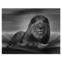 Fotografie The Lion King, Krystina Wisniowska, 40x30 cm