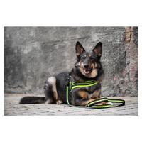 Vsepropejska James reflexní postroj pro psa | 44 – 79 cm Barva: Zelená, Obvod hrudníku: 59 - 72 
