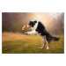 Vsepropejska Hakuna pískací zvíře pro psa Barva: Oranžová