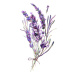 Ilustrace Watercolor Illustration of Lavender Bouquet, Inna Sinano, (30 x 40 cm)