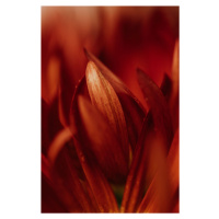 Umělecká fotografie Abstract detail of red flowers, Javier Pardina, (26.7 x 40 cm)