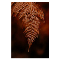 Fotografie dark moody faded autumn leaf background,, OlgaMiltsova, 26.7x40 cm