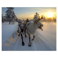 Fotografie The morning drive to the herd, Marcel Rebro, 40 × 30 cm