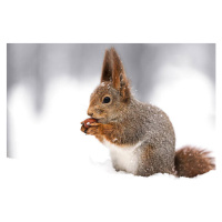 Fotografie squirrel sitting on snow with a, Mr_Twister, 40 × 26.7 cm