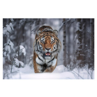 Fotografie SnowTiger, Marcel Egger, 40 × 26.7 cm