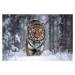 Fotografie SnowTiger, Marcel Egger, 40 × 26.7 cm